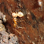 Ant and Termite