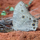 Common Evening Brown