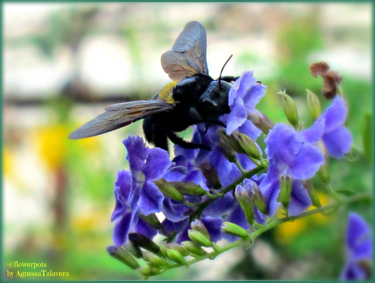 Yellow-banded Carpenter Bee