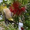 Japanese White-eye