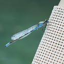 Familiar Bluet