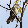 Malayan Bronze Cuckoo