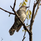 Malayan Bronze Cuckoo