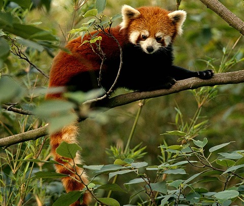 red-panda-in-tree