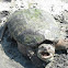 common snapping turtle