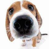 Cute Dog Phone Wallpaper
