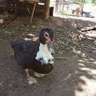 Muscovy Duck