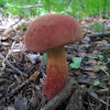 Two-colored bolete