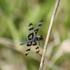 Banded Pennant