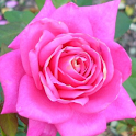 Flower Pedometer 3 logo