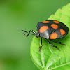 Red-spotted Stink Bug
