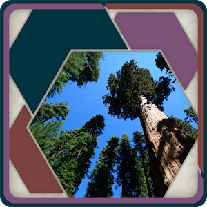HexSaw - Redwoods