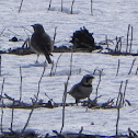 Horned Lark