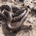 Yellow Bellied Racer