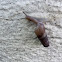 Rumina land snail