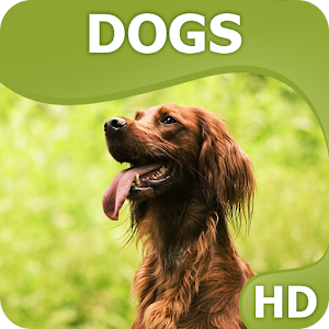 Dogs wallpapers HQ 1.0.2