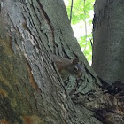 Eastern Gray Squirrel 