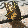 Central American Black Swallowtail