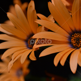 by Jolene Pierce - Flowers Flower Gardens