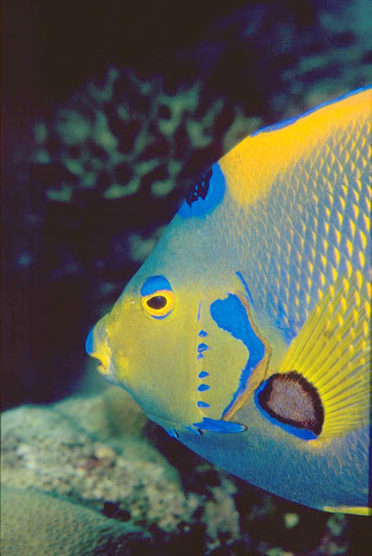 tropical-fish-Aruba - Aruba is known for turquoise waters teeming with tropical-colored fish.