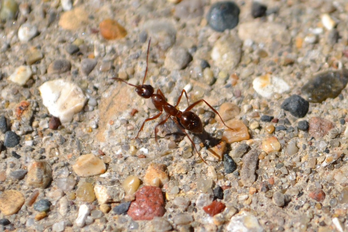 reddish ant