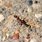 reddish ant