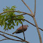 Red Turtle Dove