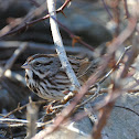 Song sparrow