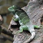 Fiji Crested Iguana