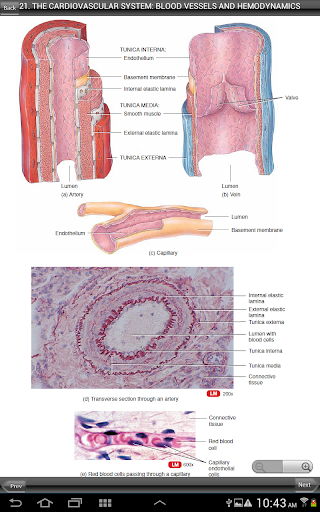 【免費醫療App】Anatomy and Physiology-APP點子