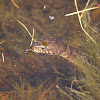 Eastern Banded Water Snake