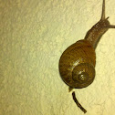 snail