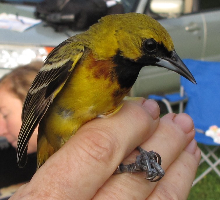 Orchard Oriole,  1st year male