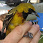 Orchard Oriole,  1st year male