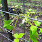 Lima Bean/Butter Bean plant