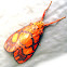 Orange Tiger Moth