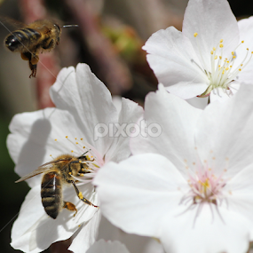 bee's by Yvonne Delahaye - Animals Insects & Spiders