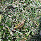 Two Striped Grasshopper