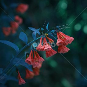 by Barak Johnson - Flowers Flowers in the Wild