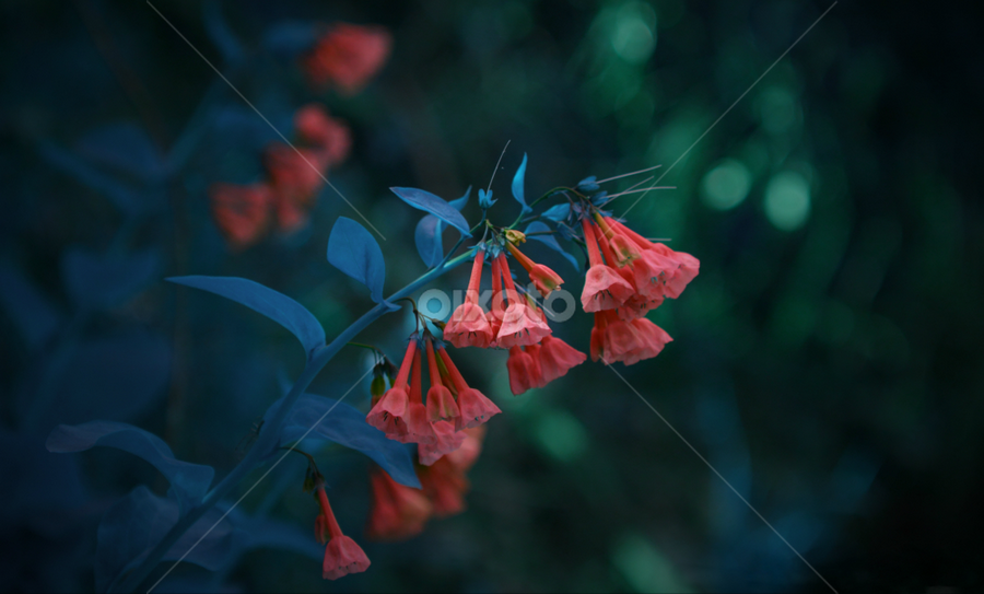 by Barak Johnson - Flowers Flowers in the Wild