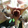 Canada Wild Ginger