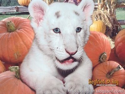 [Baby+white+lion+sitting[2].jpg]