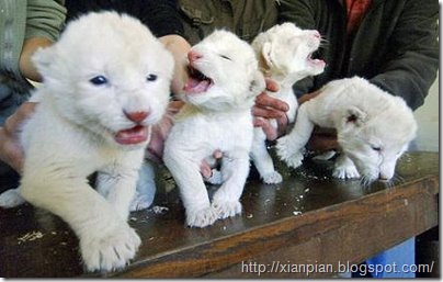 Baby white lions