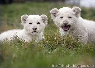 [Cute+White+Lion+Cubs[2].jpg]