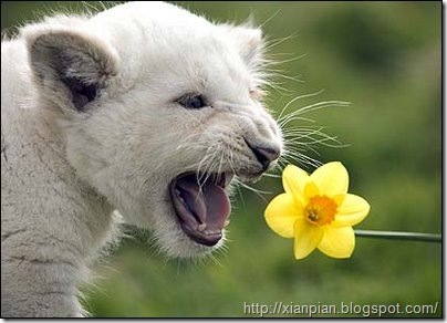 White Lion Cub Mouth