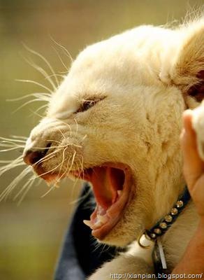 [White+Lion+Cub+Whiskers[2].jpg]