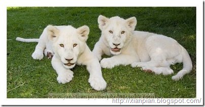 White Lion Cubs on grass
