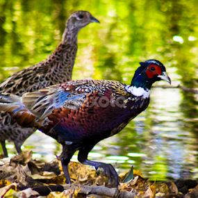 Passing by by Mindee Green - Animals Birds