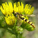 Hoverfly/syrphid or flower fly