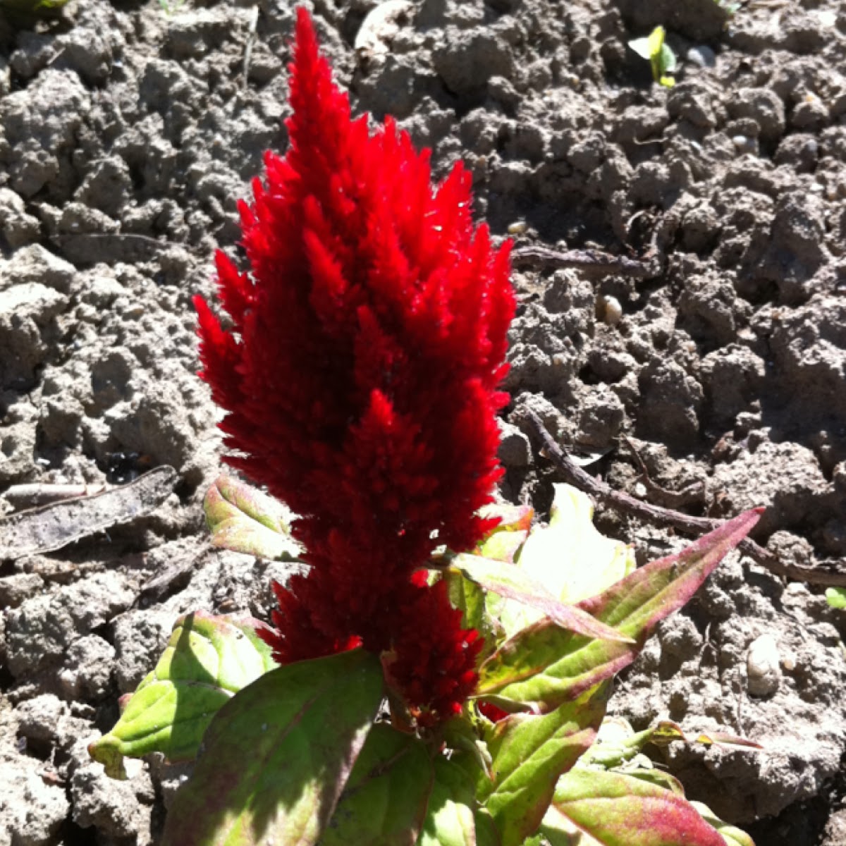 ornamental Amaranth